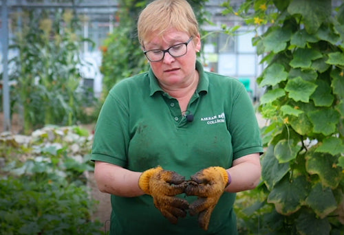 Will Pura pass the biodegradable wipe challenge?